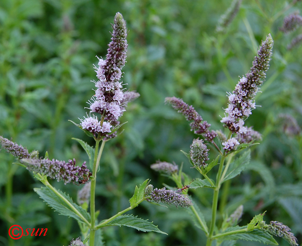 Image of Mentha longifolia specimen.