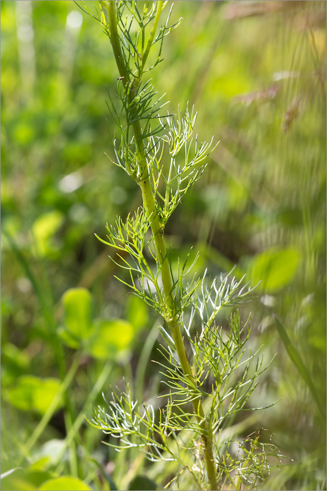 Image of Tripleurospermum inodorum specimen.