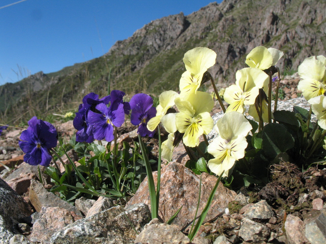 Изображение особи Viola altaica.