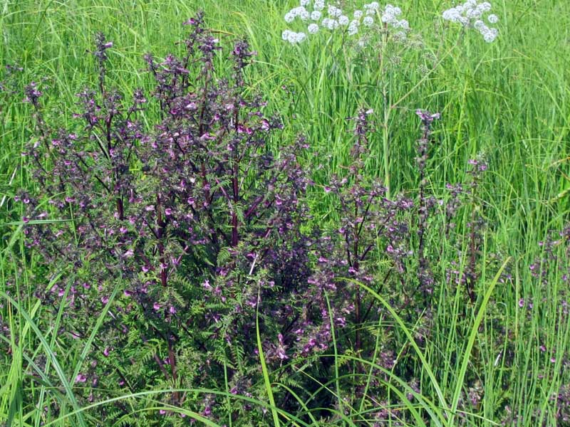 Изображение особи Pedicularis karoi.