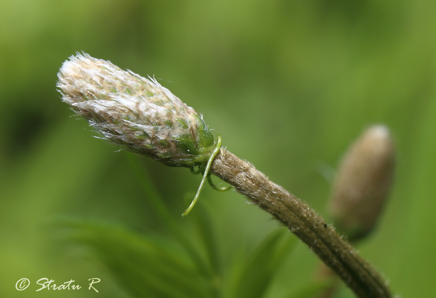 Image of Plantago lanceolata specimen.