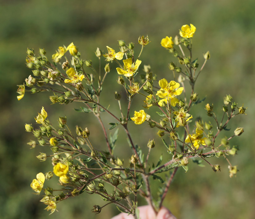 Image of Potentilla multifida specimen.