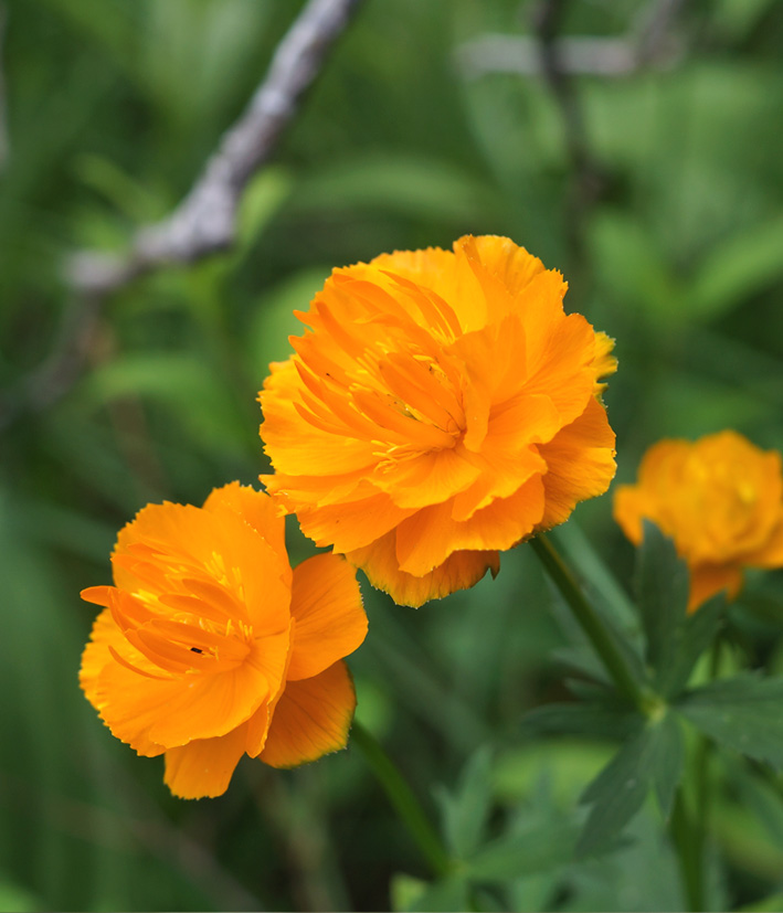 Image of Trollius asiaticus specimen.