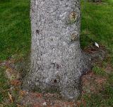 Picea sitchensis. Комлевая часть ствола взрослого растения. Германия, г. Крефельд, Ботанический сад. 06.09.2014.