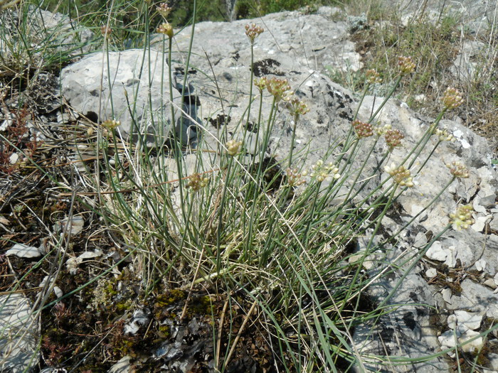 Image of Allium marschallianum specimen.