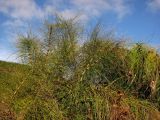 Equisetum telmateia