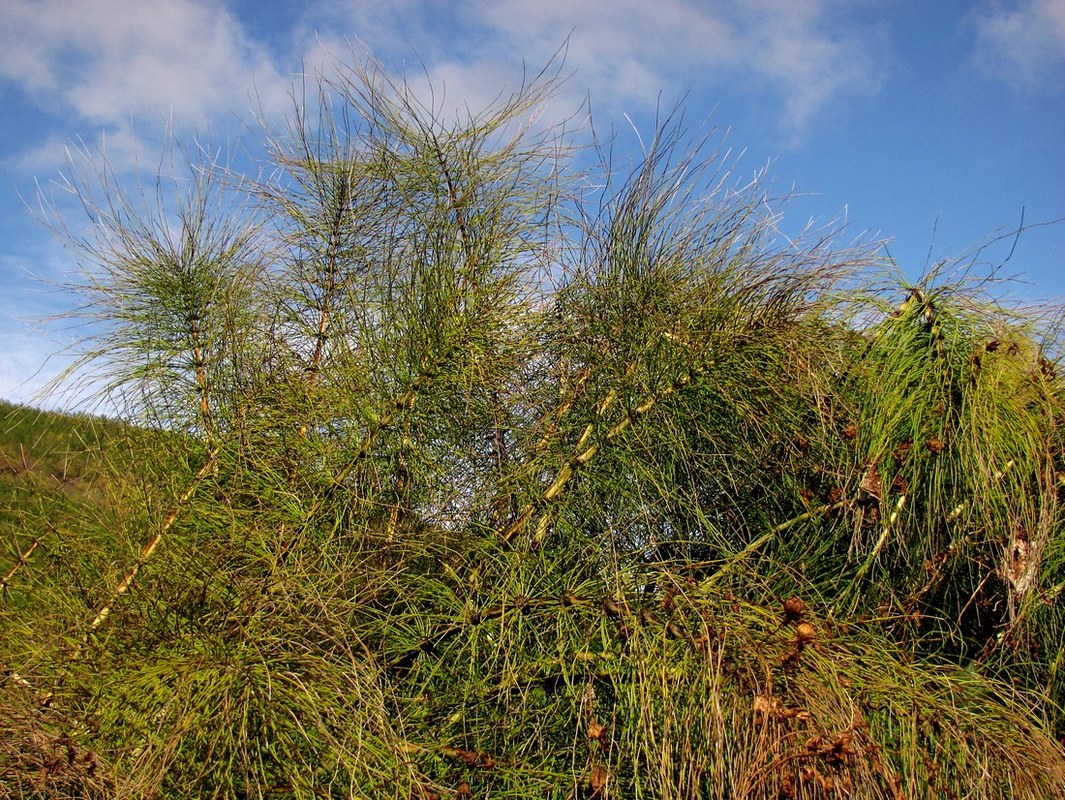 Изображение особи Equisetum telmateia.