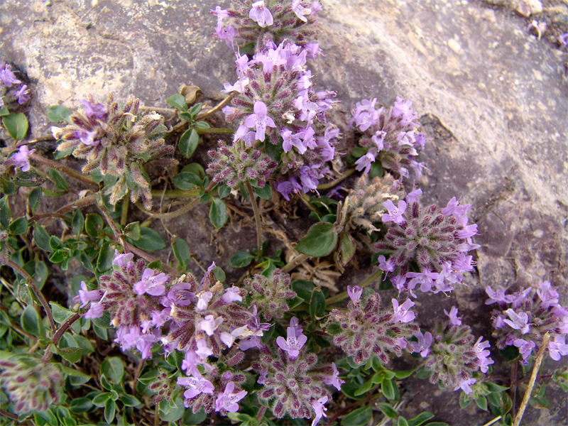 Image of Ziziphora puschkinii specimen.