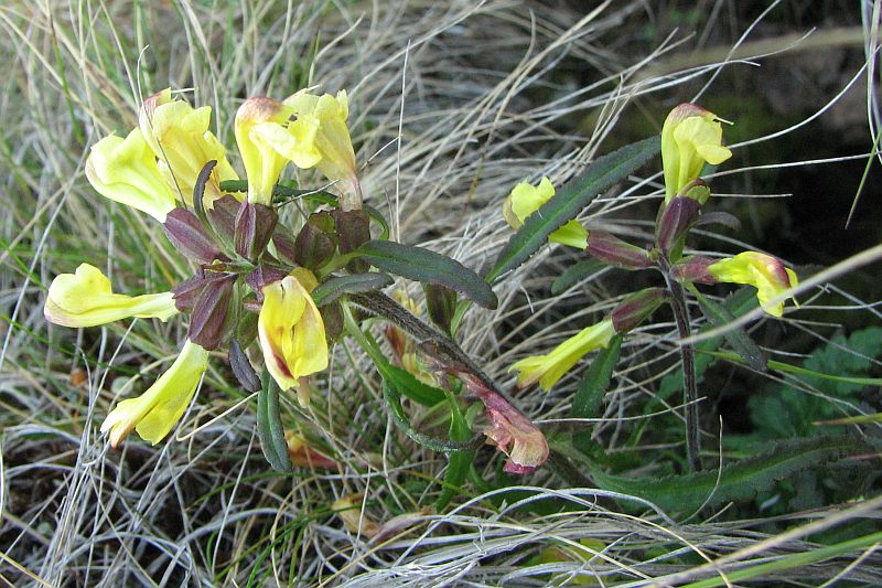 Изображение особи Pedicularis labradorica.