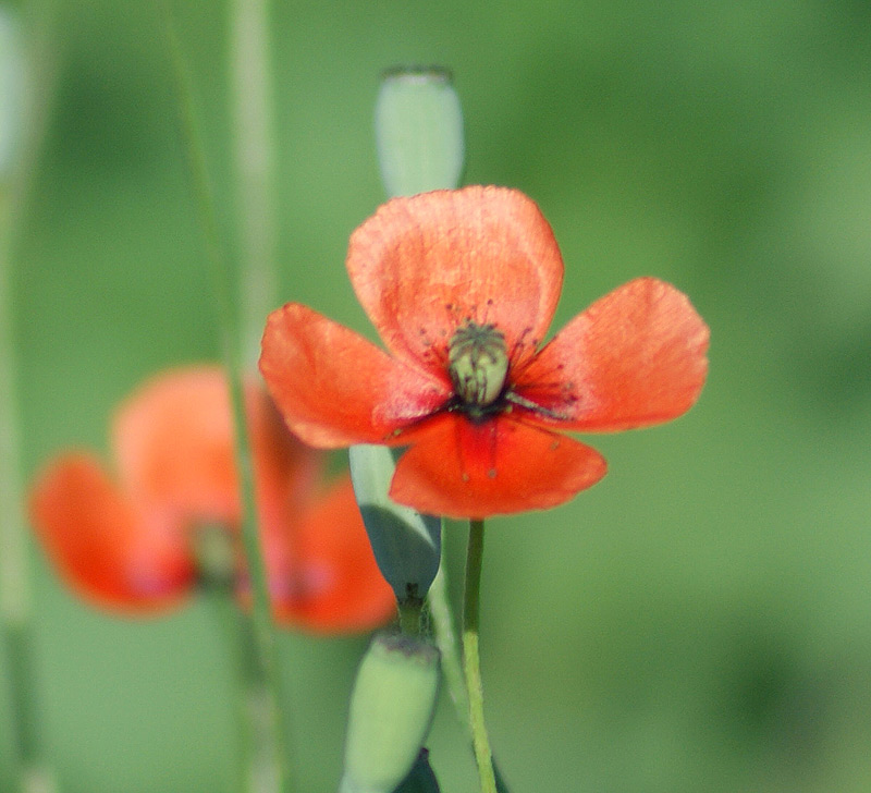 Image of Papaver laevigatum specimen.