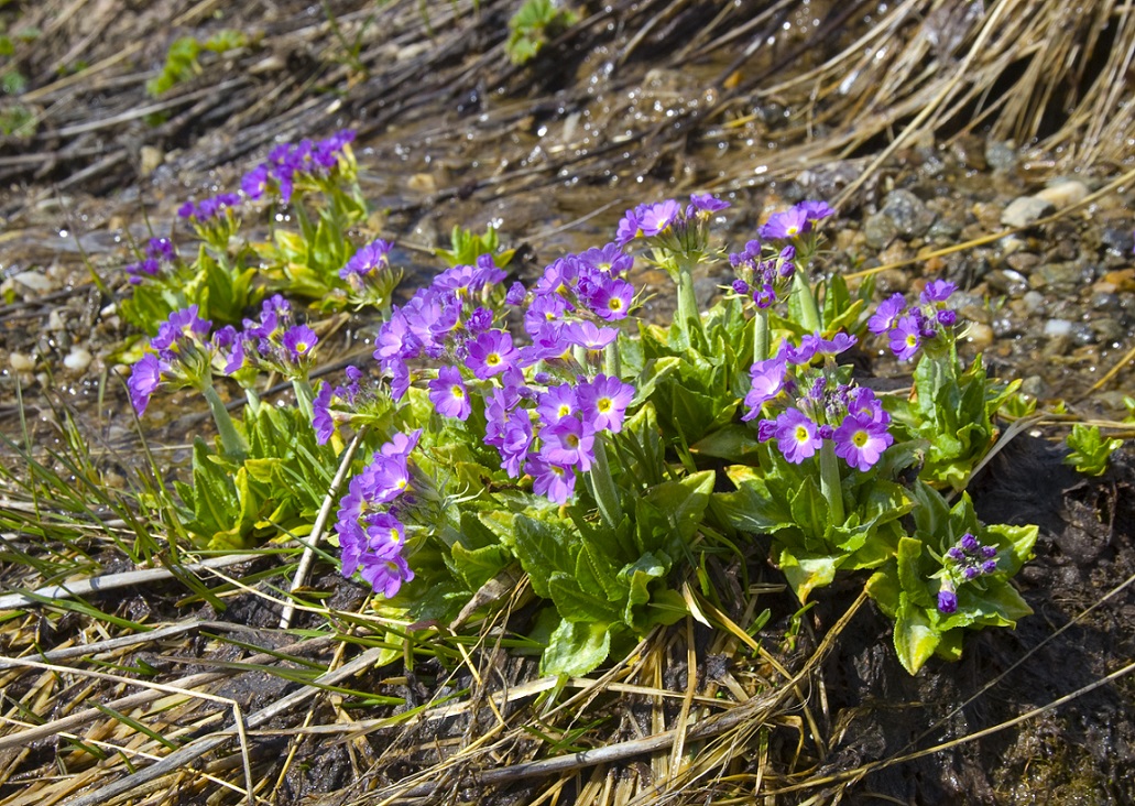 Изображение особи Primula auriculata.