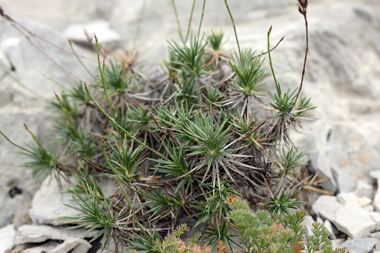 Image of genus Acantholimon specimen.