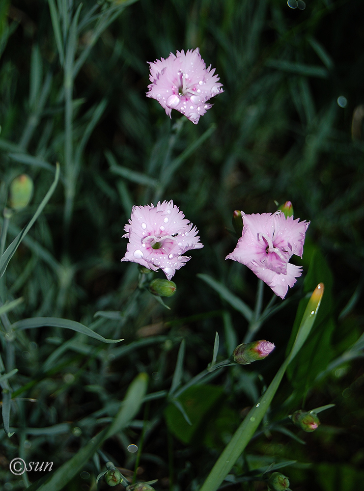 Изображение особи Dianthus plumarius.