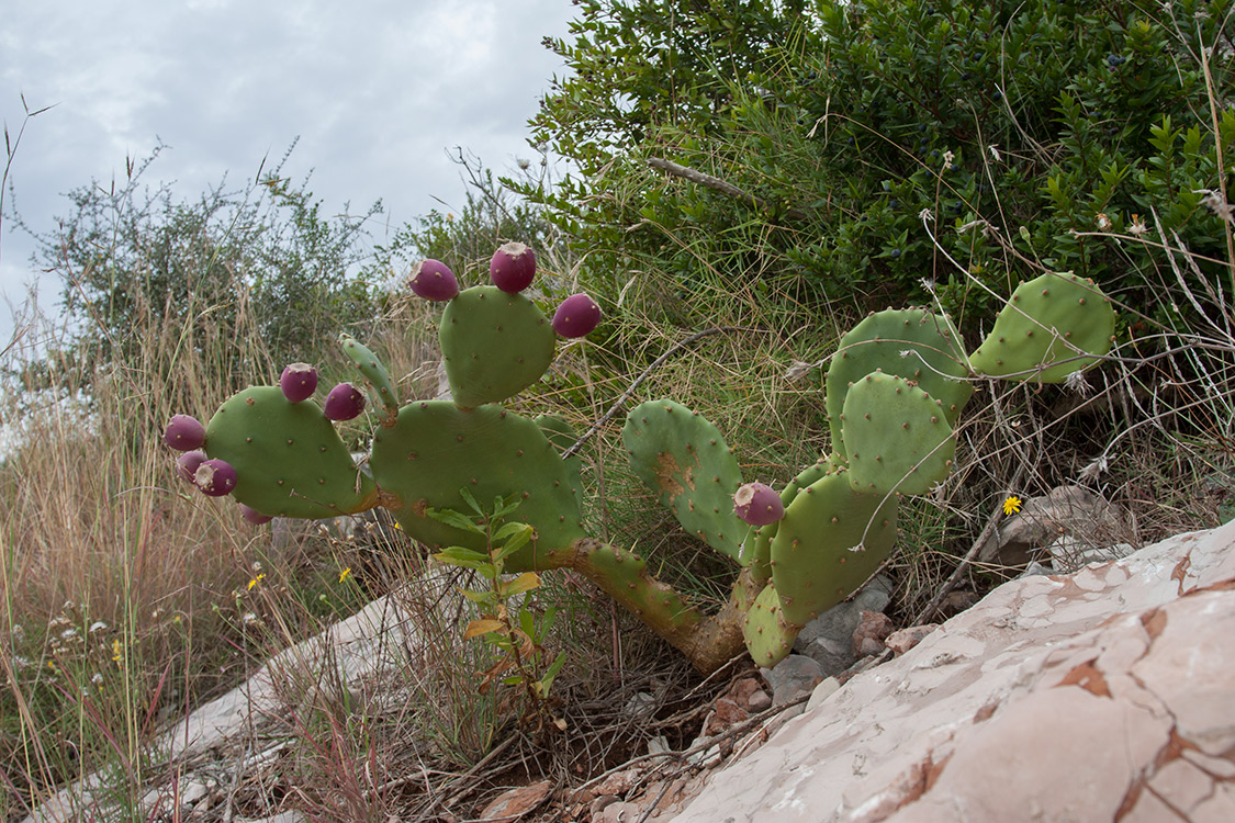 Image of Opuntia stricta specimen.