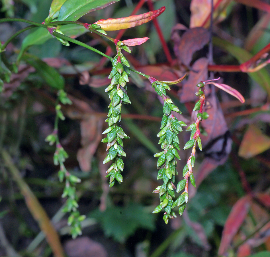 Изображение особи Persicaria hydropiper.