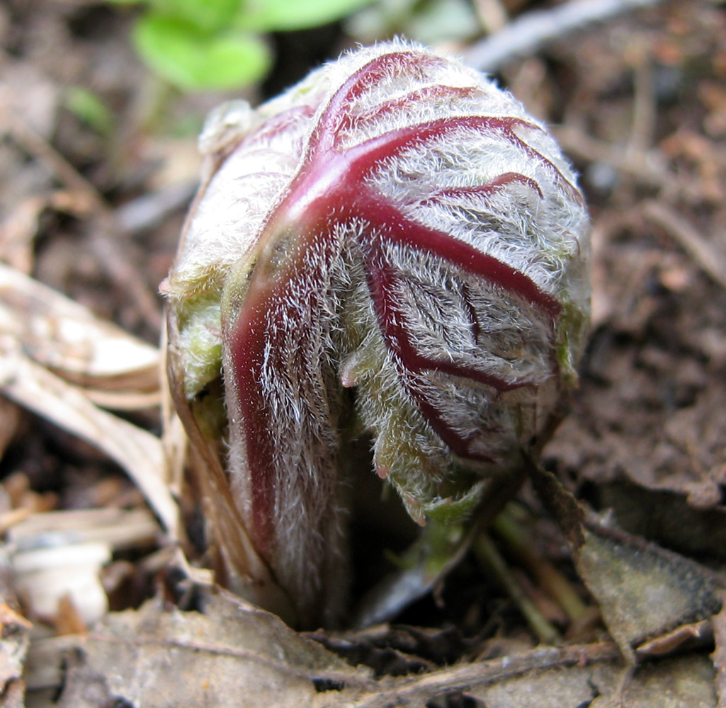 Изображение особи Aconitum septentrionale.