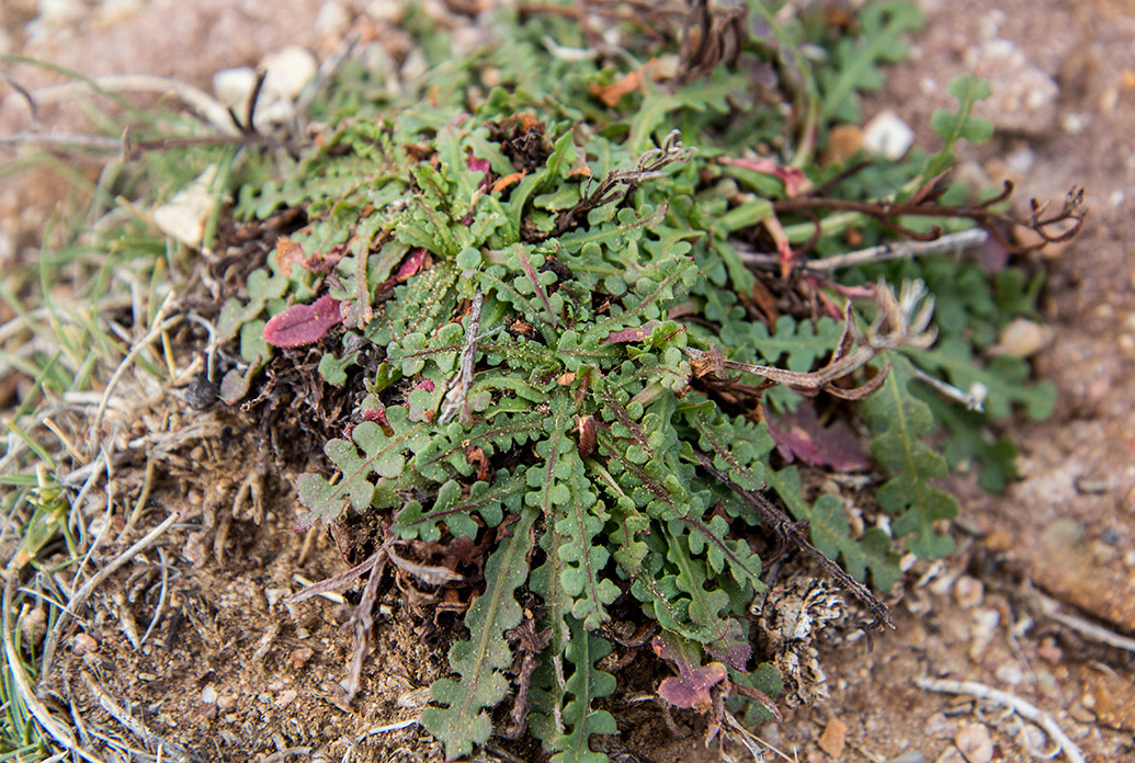 Image of Limonium sinuatum specimen.