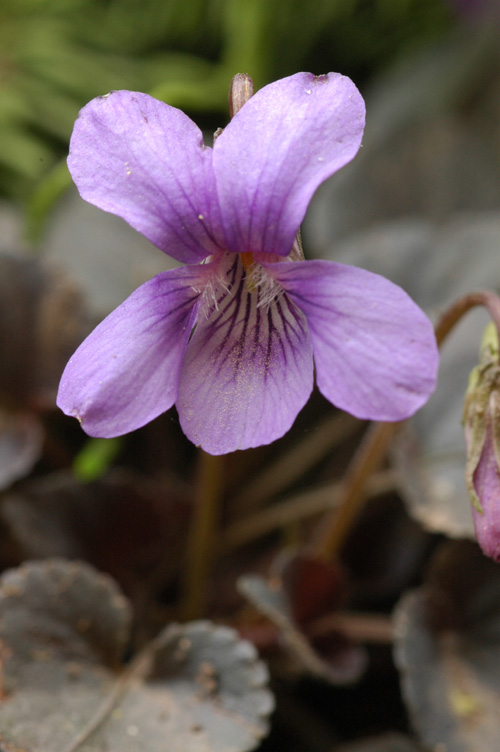 Изображение особи Viola labradorica.