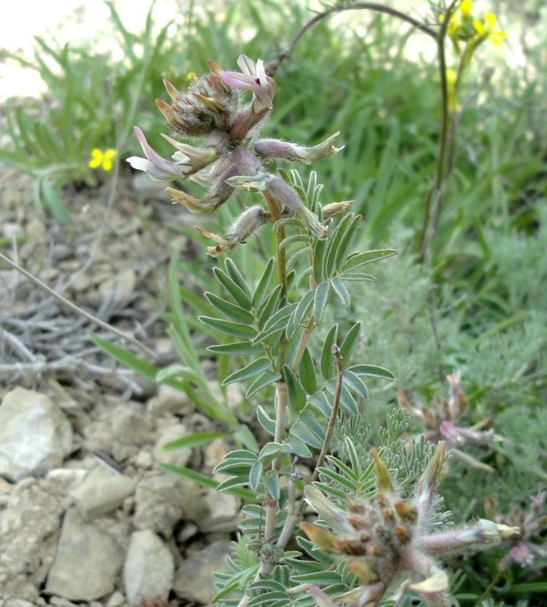 Image of Astragalus pendulinus specimen.