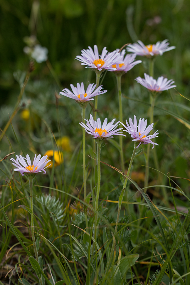 Image of Aster alpinus specimen.