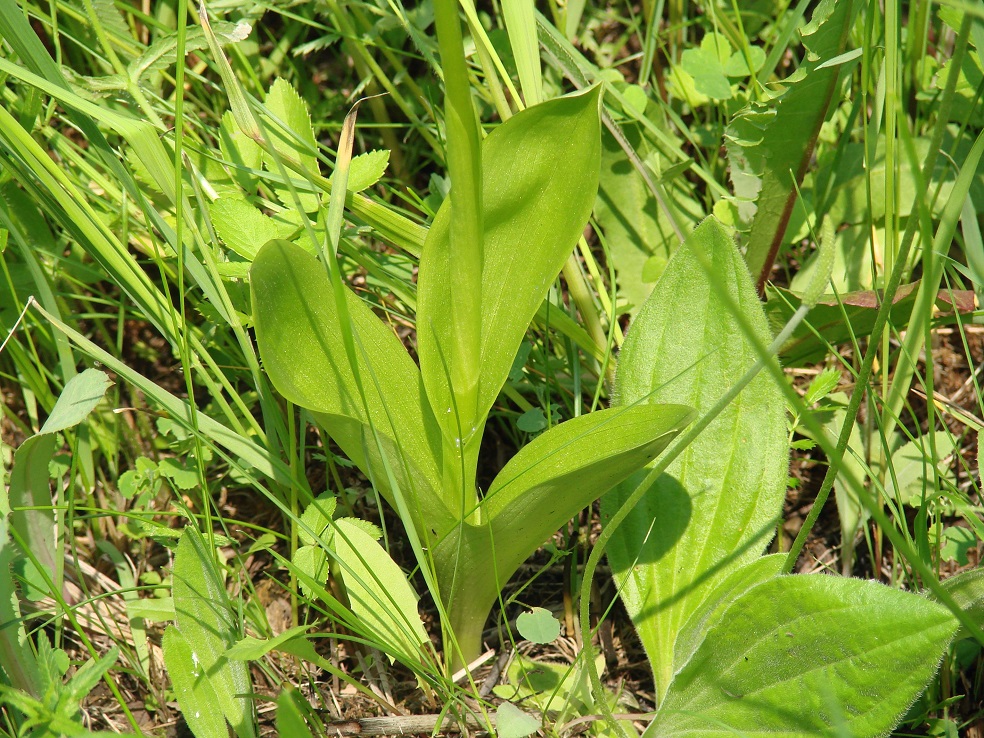 Изображение особи Orchis militaris.