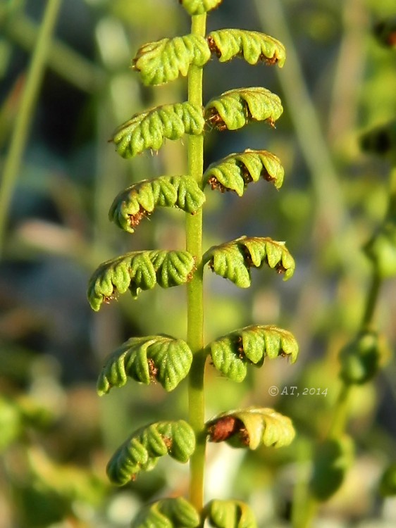 Изображение особи Woodsia glabella.