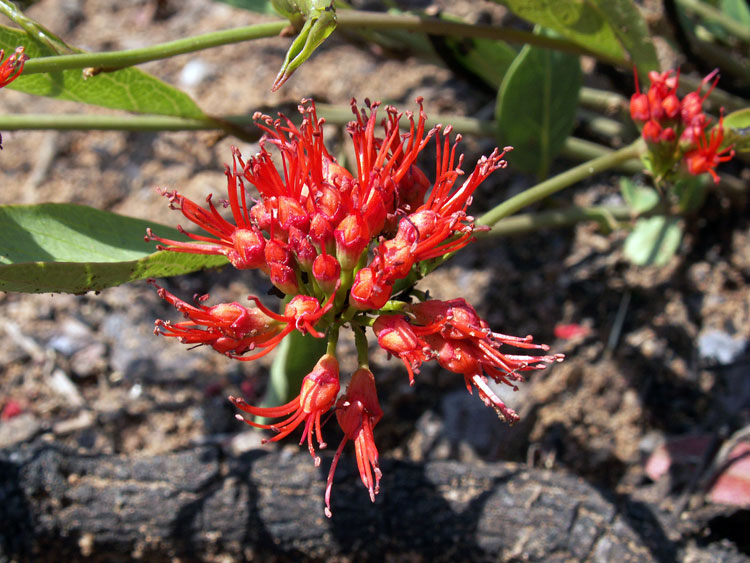 Image of Combretum platypetalum specimen.