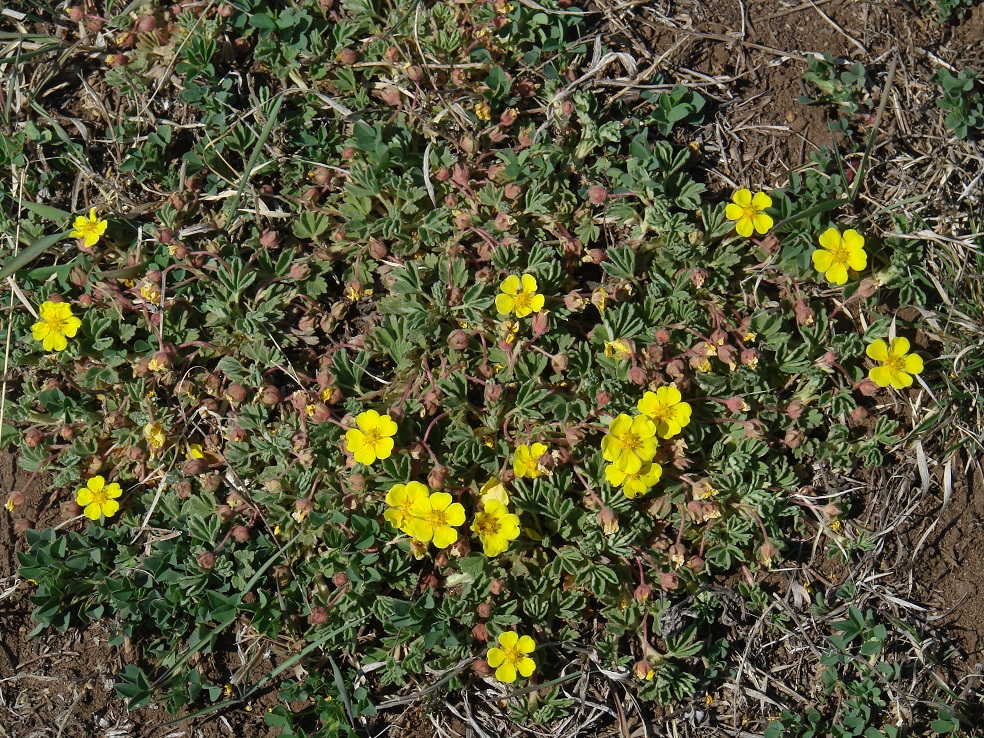 Image of Potentilla acaulis specimen.