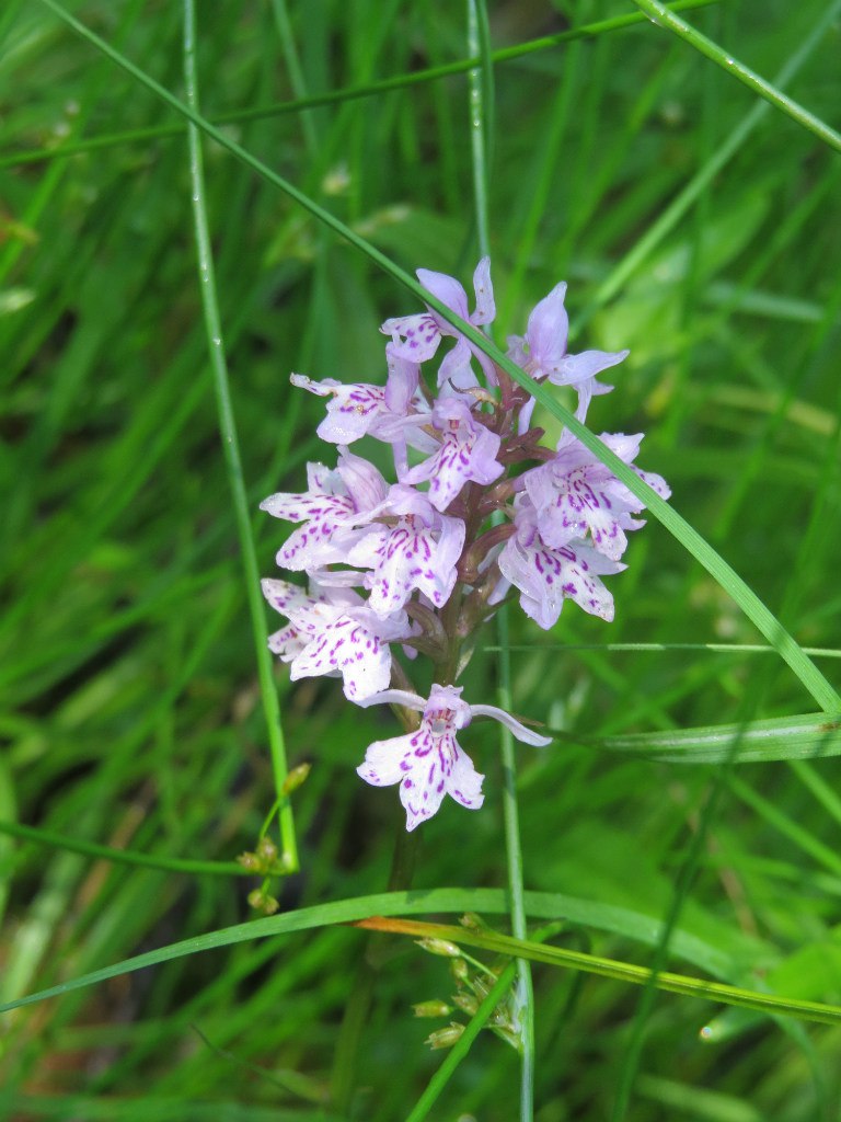 Image of Dactylorhiza fuchsii specimen.