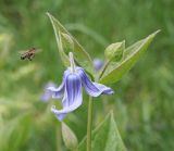 Clematis integrifolia. Верхушка цветущего растения с улетающей пчелой медоносной (Apis mellifera L.). Восточный Казахстан, Уланский р-н, окр. с. Украинка. 02.06.2011.