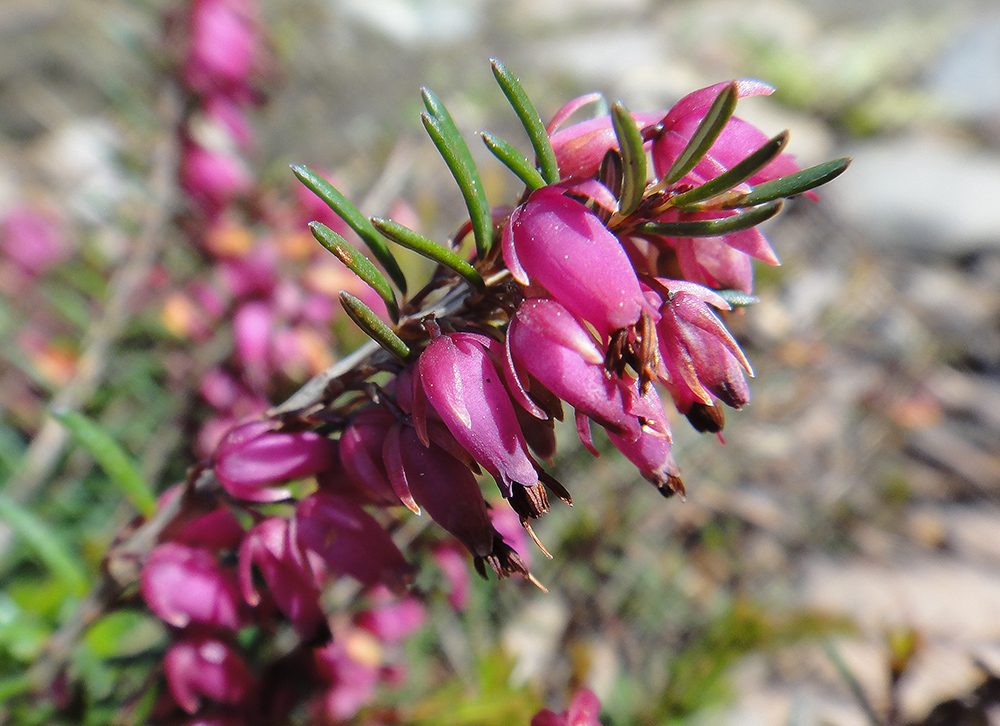 Image of Erica carnea specimen.