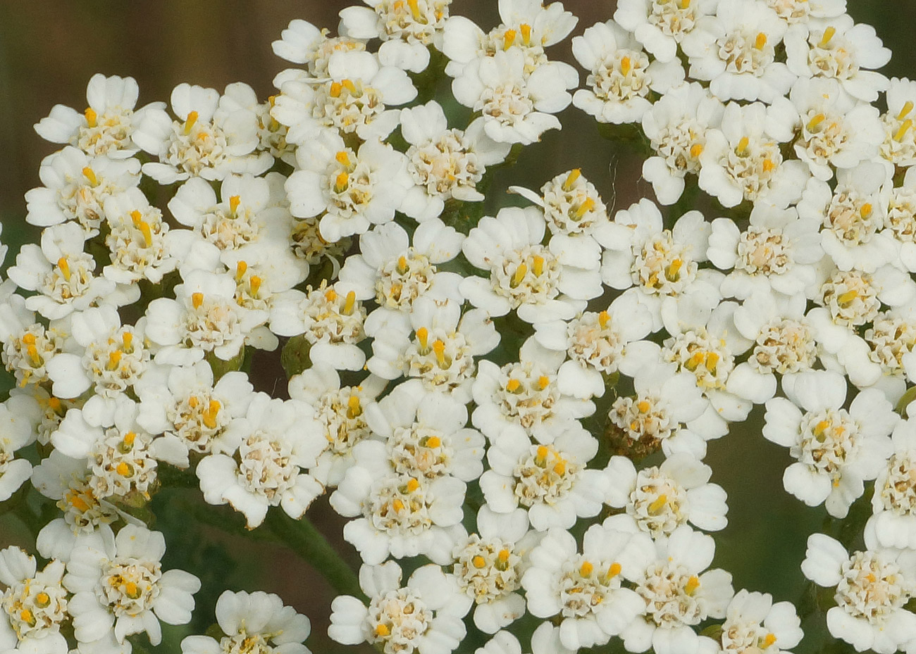 Image of Achillea millefolium specimen.