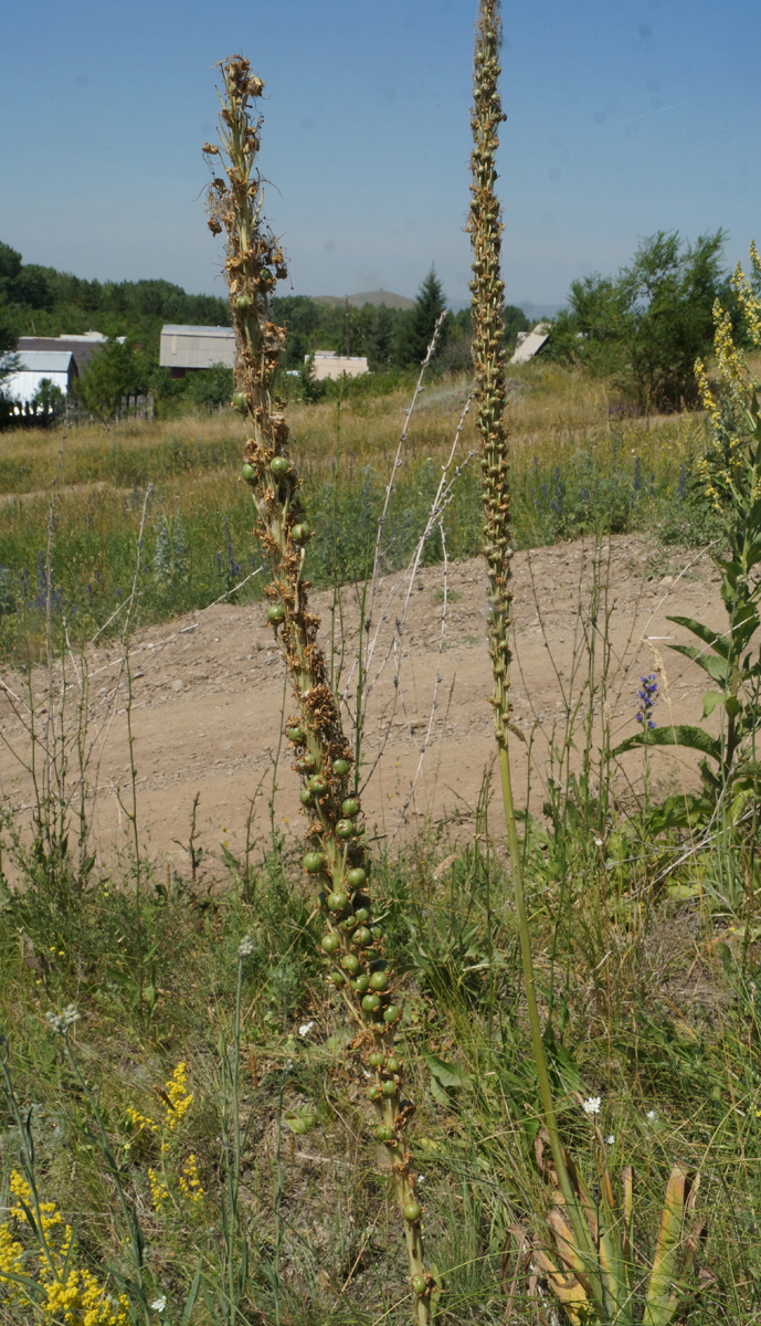 Image of Eremurus altaicus specimen.