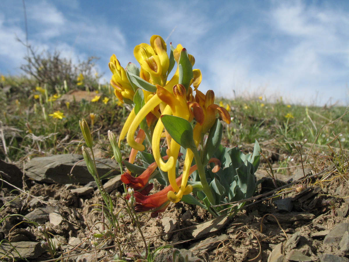 Image of Corydalis sewerzowii specimen.