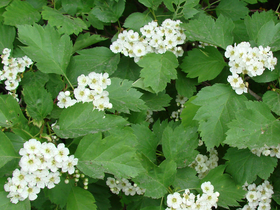 Изображение особи Crataegus korolkowii.