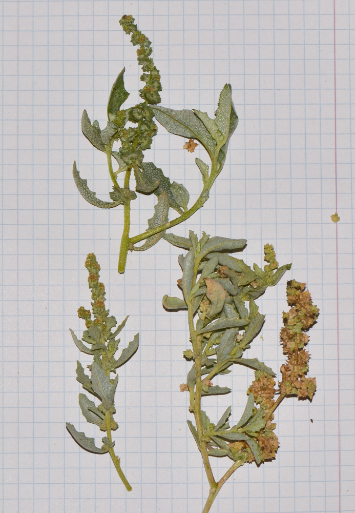 Image of Atriplex semilunaris specimen.