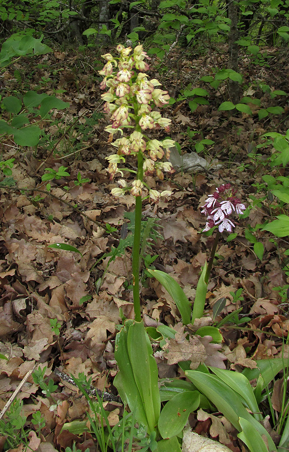 Image of Orchis &times; wulffiana specimen.