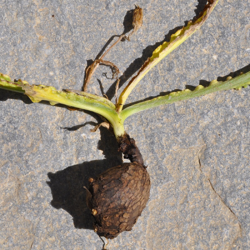 Image of Scorzonera sublanata specimen.