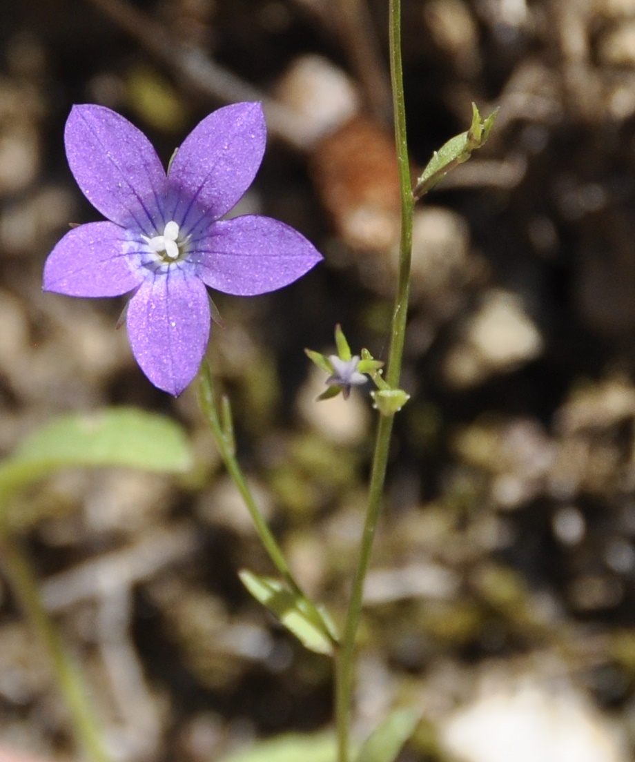 Изображение особи род Campanula.