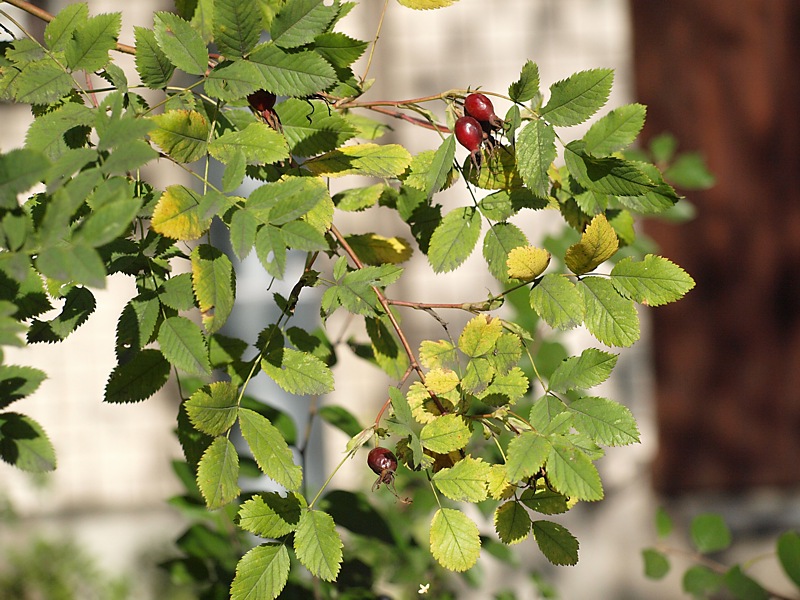 Image of genus Rosa specimen.