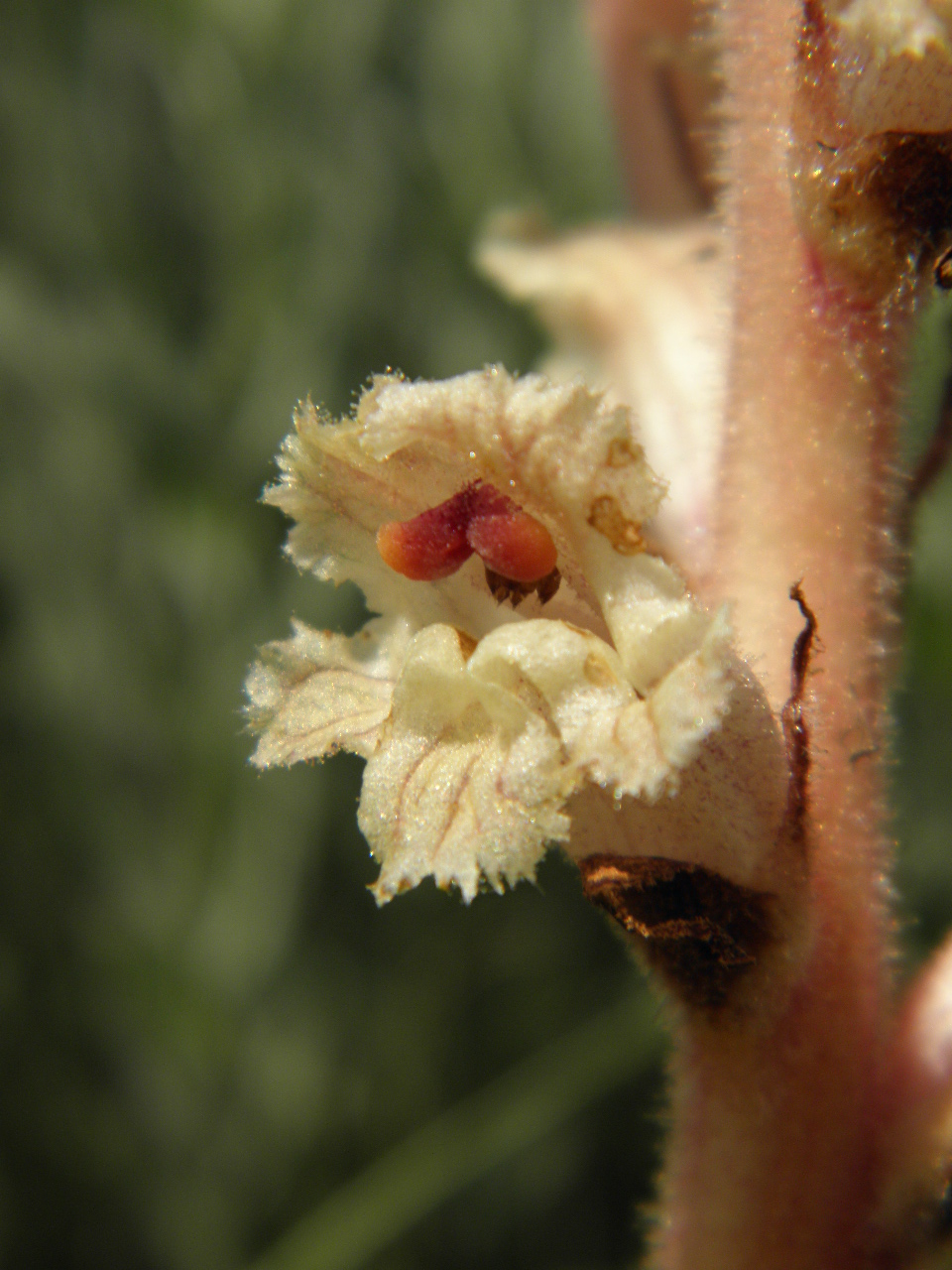 Image of Orobanche alba specimen.