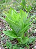 Veratrum grandiflorum