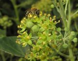 Hedera helix. Соцветие с кормящейся и фуражирующей самкой пчелы Colletes hederae. Крым, Тарханкутский п-ов, ур. Джангуль, склон балки, выходящей к абразионно-оползневому побережью. 2 октября 2016 г.