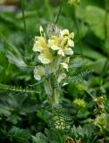 Pedicularis sibthorpii. Верхушка цветущего растения. Северная Осетия, Ирафский р-н, долина р. Гебидон, ≈ 2500 м н.у.м., альпийский луг. 07.07.2016.