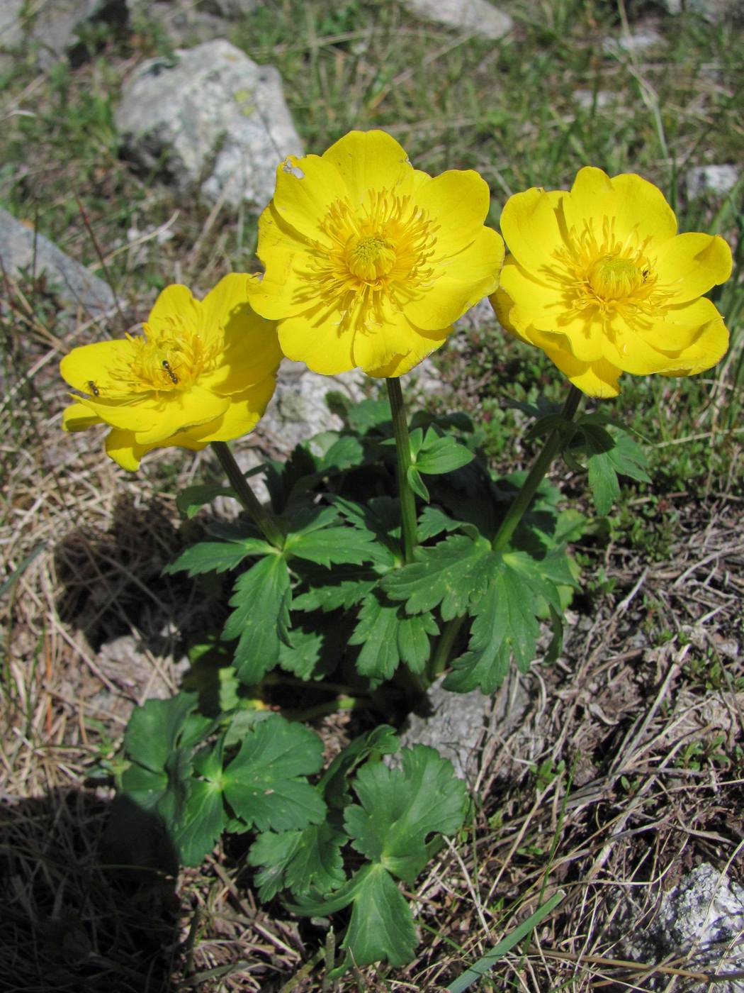 Изображение особи Trollius dschungaricus.