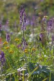 Смотреть изображение Aconitum leucostomum