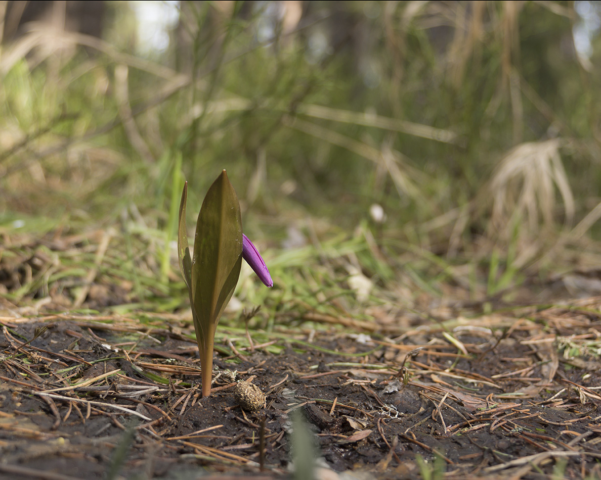 Image of Erythronium sibiricum specimen.