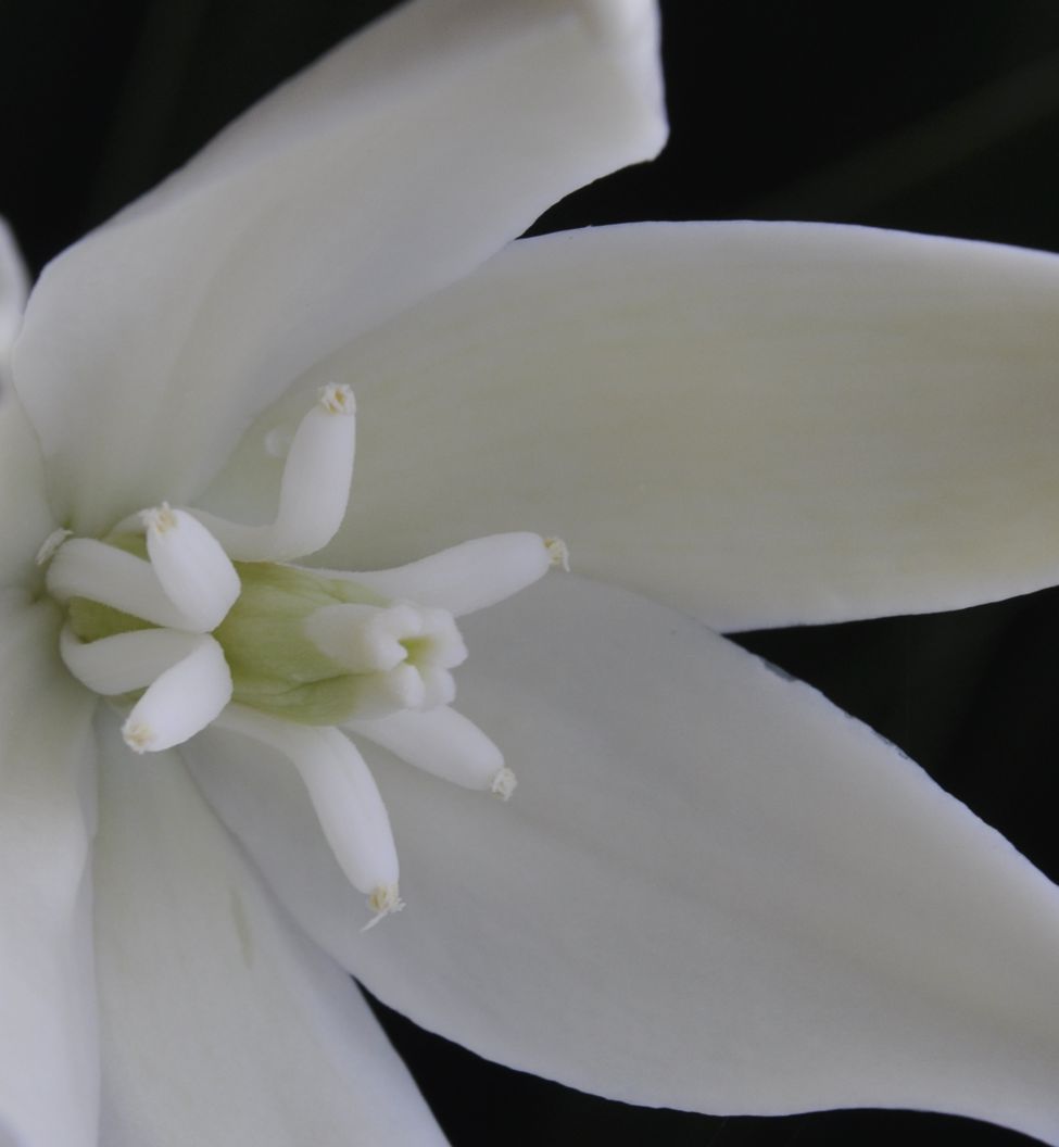 Image of genus Yucca specimen.