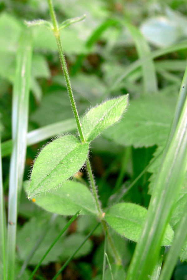 Image of Cerastium pauciflorum specimen.