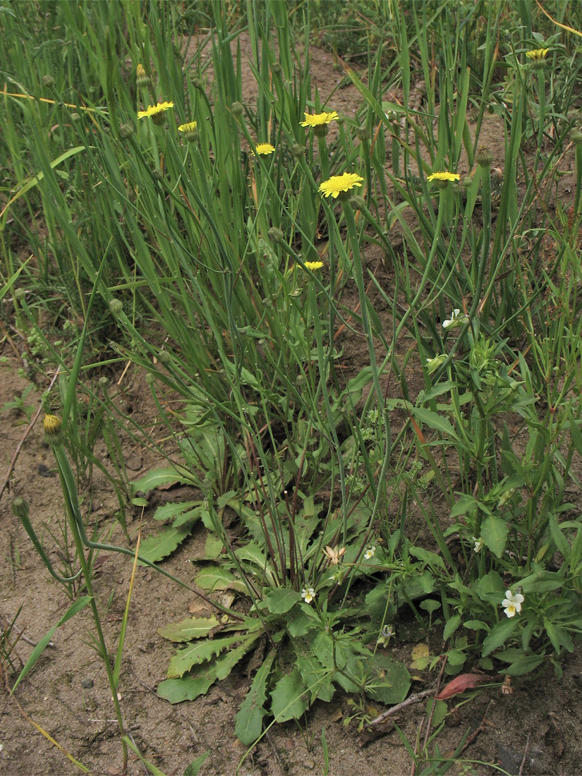 Image of Arnoseris minima specimen.